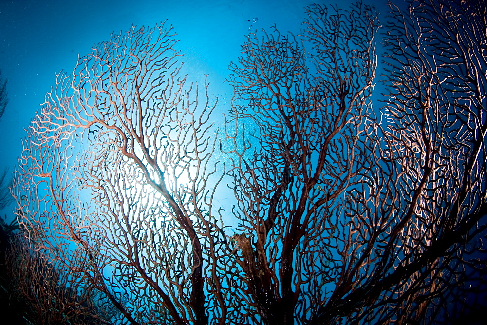 Fan coral and sunburst, St. Lucia, West Indies, Caribbean, Central America