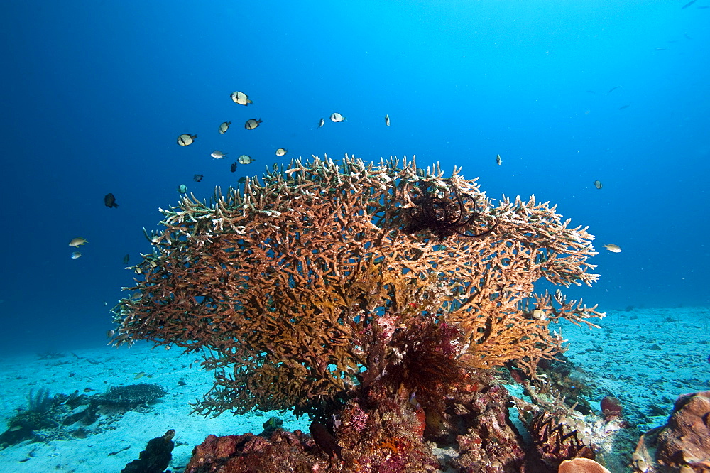 Reef scene, Komodo, Indonesia, Southeast Asia, Asia