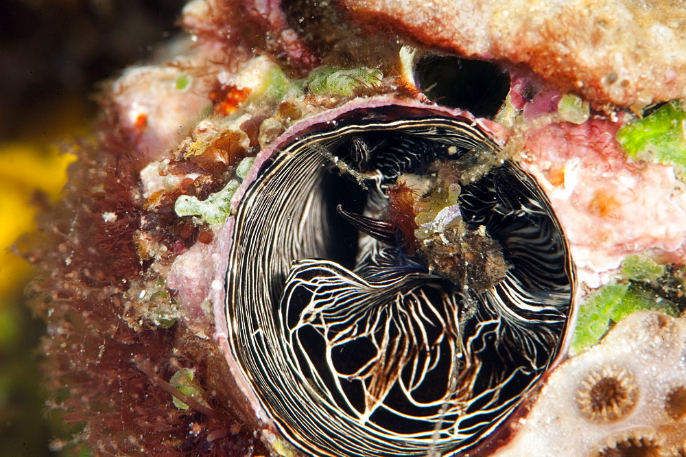 Inside of a tube worm, Komodo, Indonesia, Southeast Asia, Asia