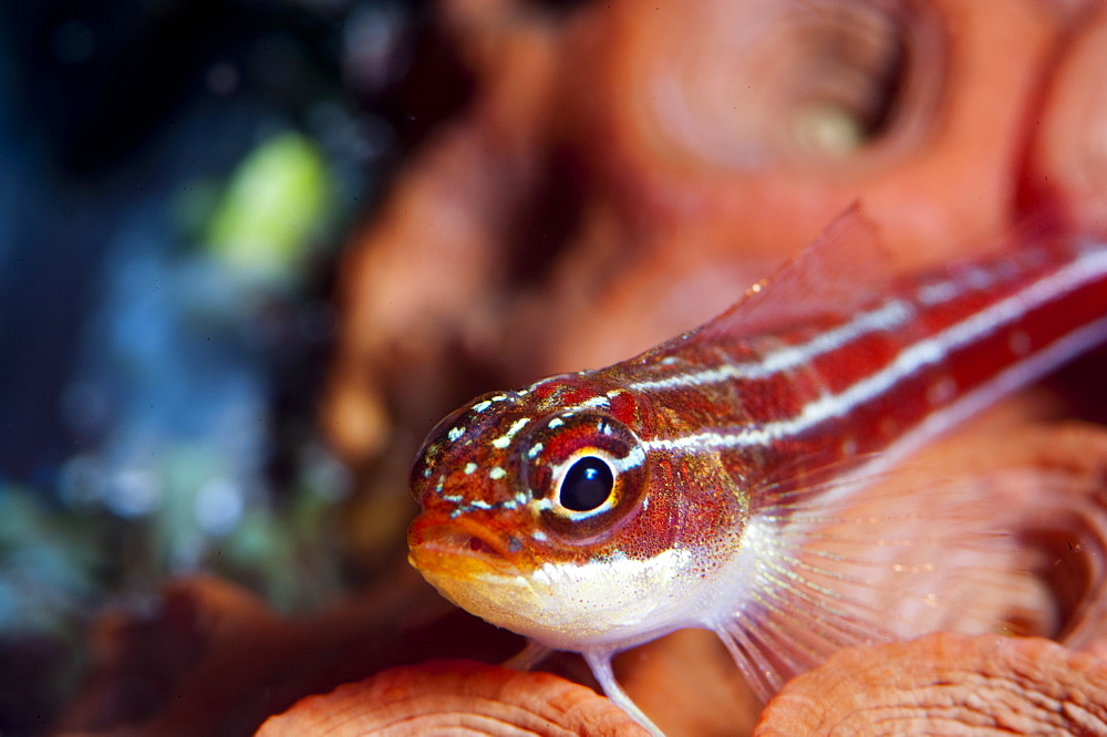 Neon triplefin (Helcogramma striata), Komodo, Indonesia, Southeast Asia, Asia