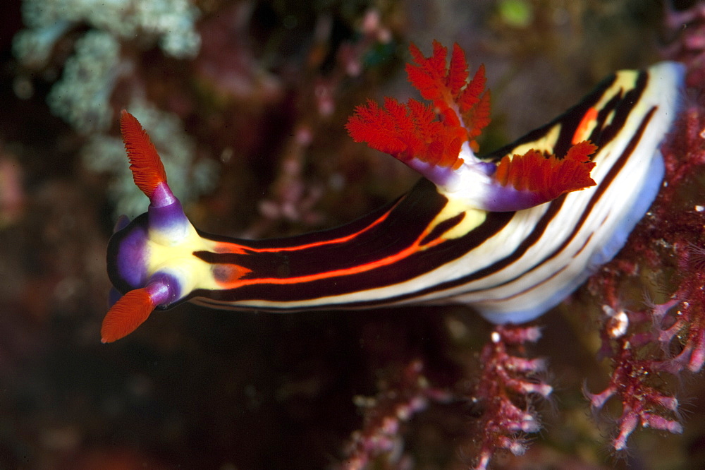 Nembrotha purpureolineata nudibranch, Komodo, Indonesia, Southeast Asia, Asia