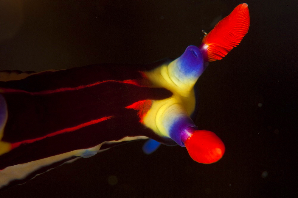 Nembrotha purpureolineata nudibranch, Komodo, Indonesia, Southeast Asia, Asia