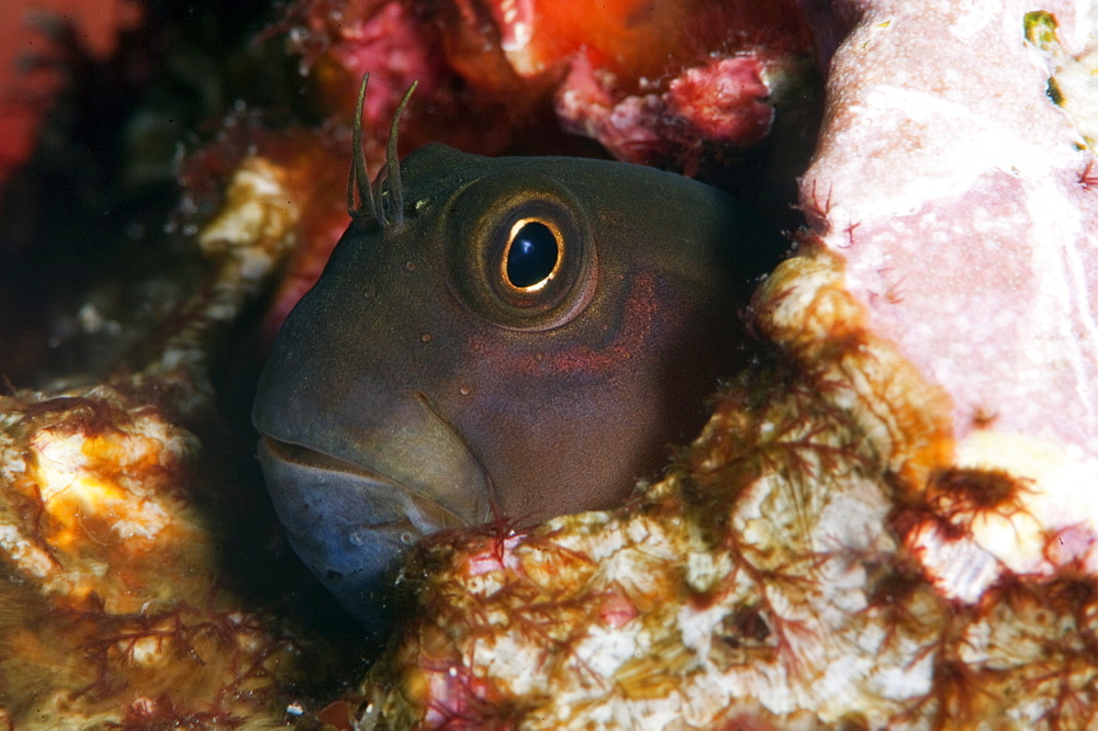 Yellow tailed blenny (Ecsenius namiyei), Komodo, Indonesia, Southeast Asia, Asia