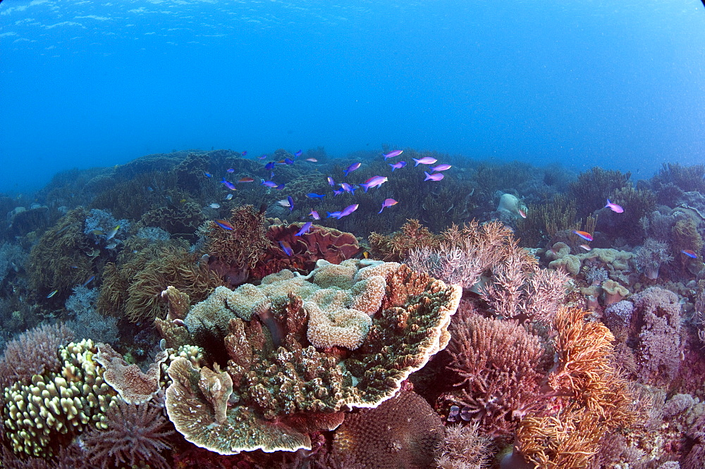 Reef scene, Komodo, Indonesia, Southeast Asia, Asia