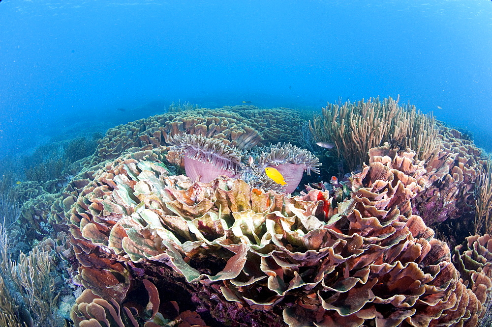 Hard coral reef scene, Komodo, Indonesia, Southeast Asia, Asia