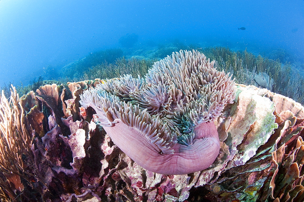 Large purple anemone on hard coral, Komodo, Indonesia, Southeast Asia, Asia