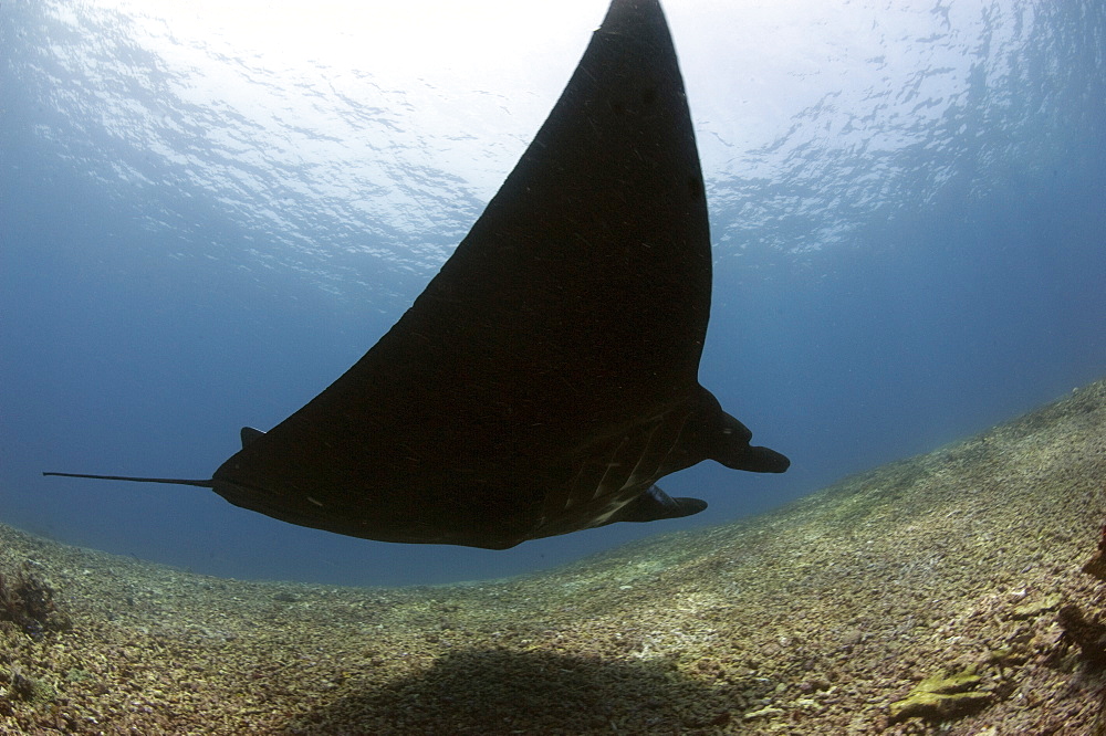 Manta ray over rubble reef, Komodo, Indonesia, Southeast Asia, Asia