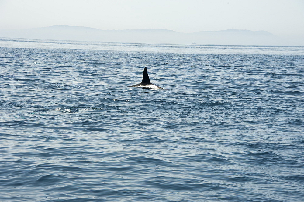 Large male orca in the Straits of Gibraltar, Europe