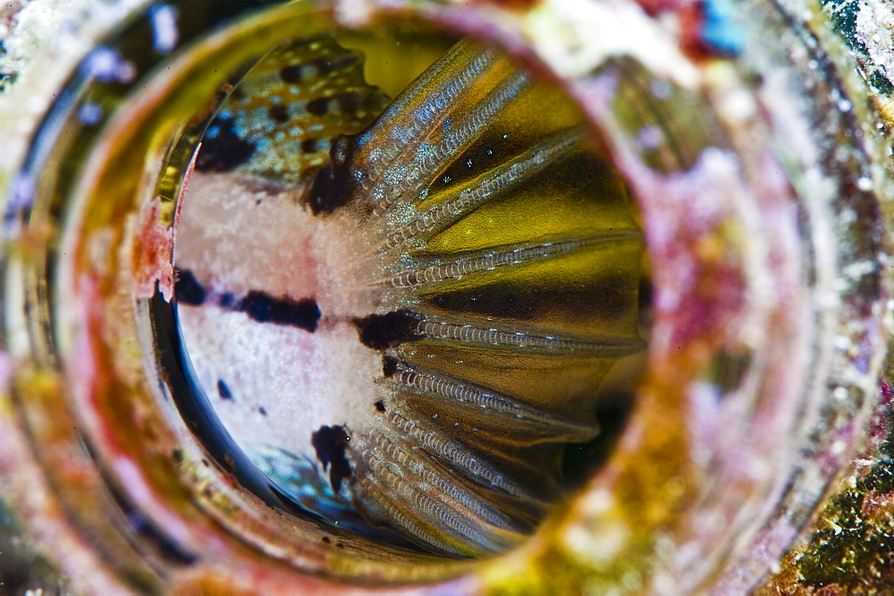 Fin of a shorthead fangblenny (Petroscirtes breviceps), inside a coral encrusted bottle, Philippines, Southeast Asia, Asia