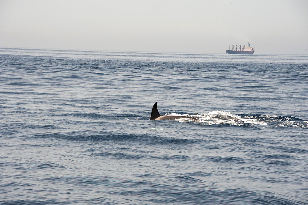 Orcas in the Straits of Gibraltar, Europe