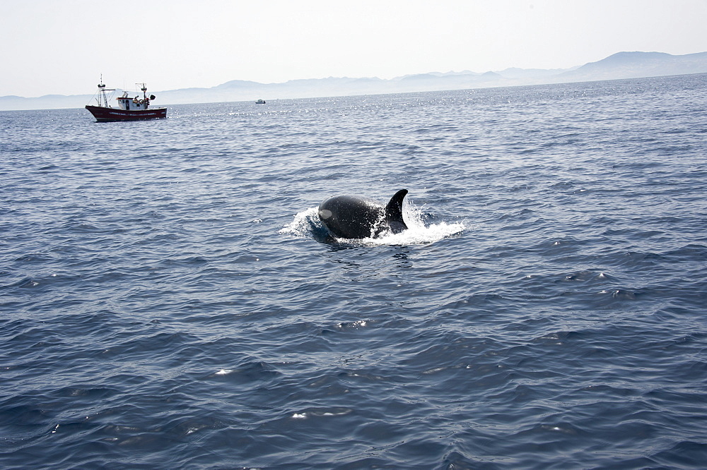 Orca and fishing boats in the Straits of Gibraltar, Europe