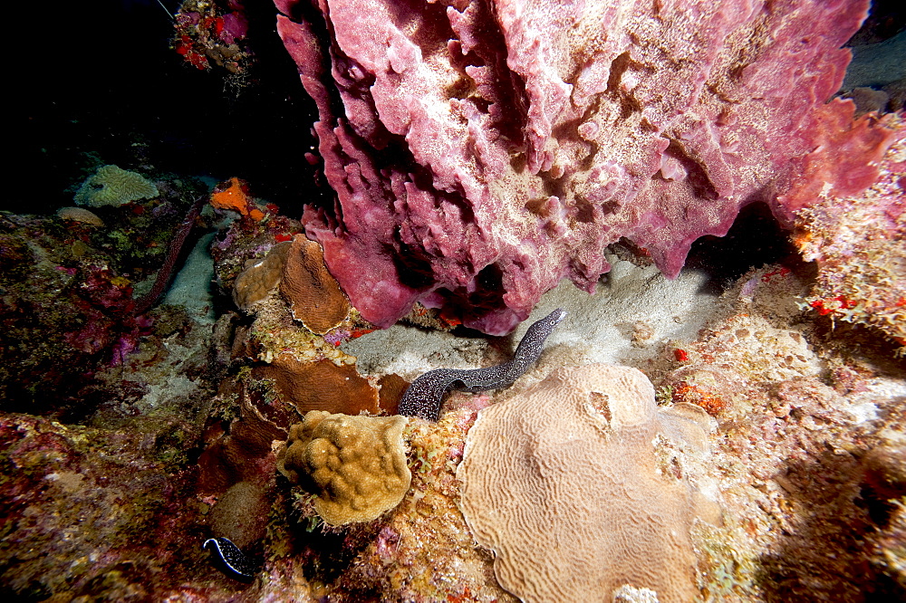 Spotted moray eel (Gymnothorax moringa) swimming, Dominica, West Indies, Caribbean, Central America