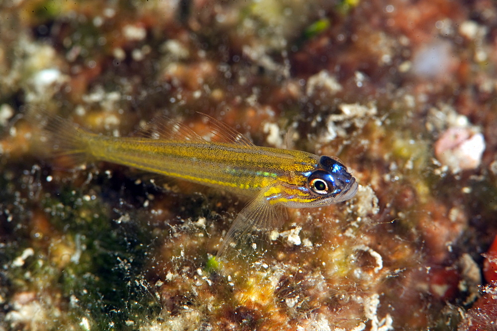 Peppermint goby (Coryphopterus lipernes), Dominica, West Indies, Caribbean, Central America