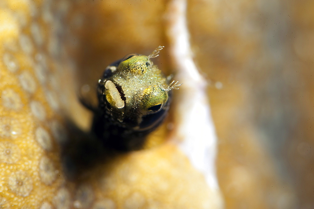 Roughhead blenny (Acanthemblemaria aspera), Dominica, West Indies, Caribbean, Central America