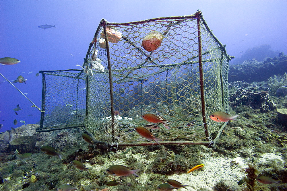 Fishing cage in Dominica, West Indies, Caribbean, Central America