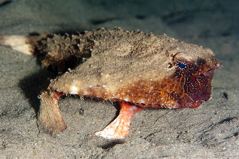 A rare rough back walking batfish (Ogcocephalus parvas) that usually lives at depth to 300m, Dominica, West Indies, Caribbean, Central America