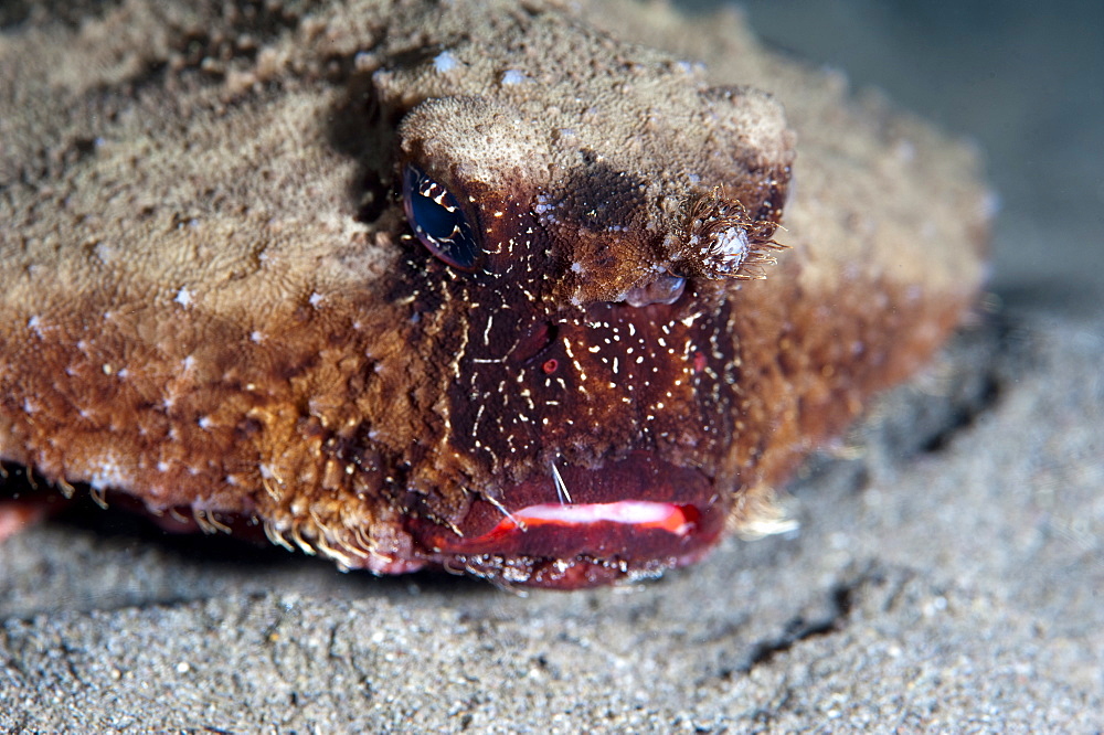 A rare rough back walking batfish (Ogcocephalus parvas) that usually lives at depth to 300m, Dominica, West Indies, Caribbean, Central America