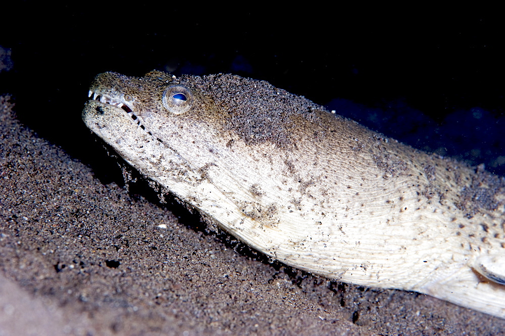 King spotted snake eel (Ophichthus ophis), Dominica, West Indies, Caribbean, Central America