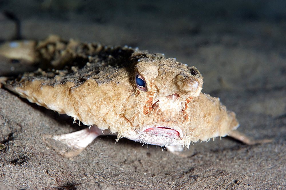 A rare longnose walking batfish (Ogcocephalus corniger) that usually lives at depths to 300m, Dominica, West Indies, Caribbean, Central America