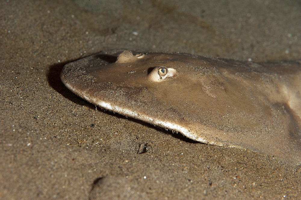 Lesser electric ray (Narcine brasiliensis), Dominica, West Indies, Caribbean, Central America