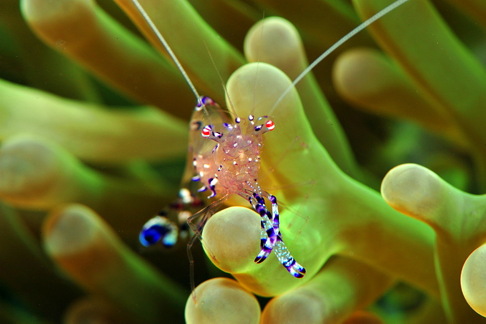 Anemone shrimp (Periclimenes holtuisi), Philippines, Southeast Asia, Asia