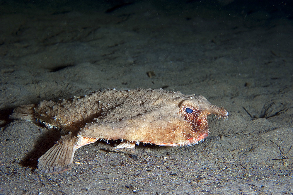 A rare longnose walking batfish (Ogcocephalus corniger) that usually lives at depths to 300m, Dominica, West Indies, Caribbean, Central America