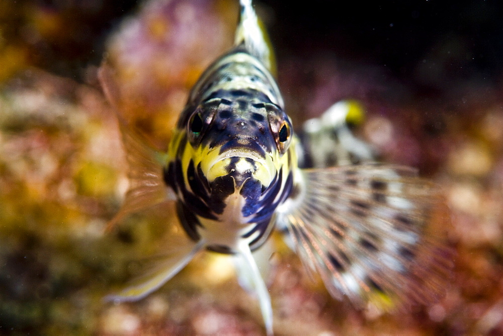 Harlequin bass (Serranus tigrinus), St. Lucia, West Indies, Caribbean, Central America