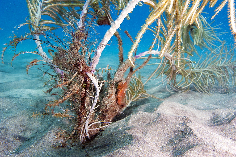 Longsnout seahorse (Hippocampus reidi), Dominica, West Indies, Caribbean, Central America