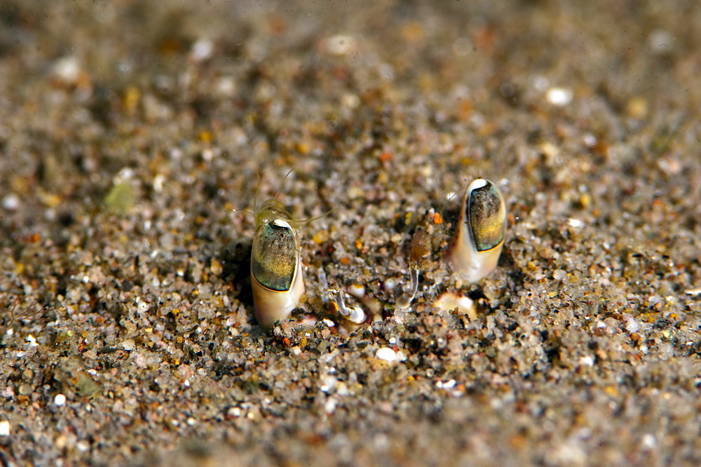 Crab eyes, Dominica, West Indies, Caribbean, Central America