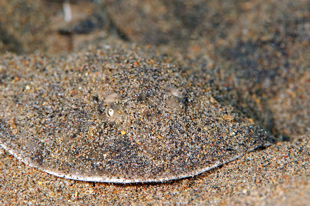 Lesser electric ray (Narcine brasiliensis), Dominica, West Indies, Caribbean, Central America