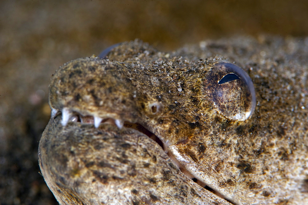 King spotted snake eel (Ophichthys ophis), Dominica, West Indies, Caribbean, Central America