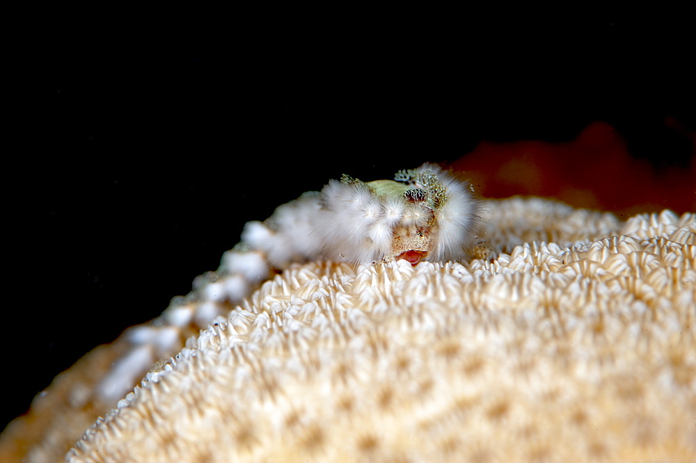 Fireworm (Hermodice carunculate), Dominica, West Indies, Caribbean, Central America