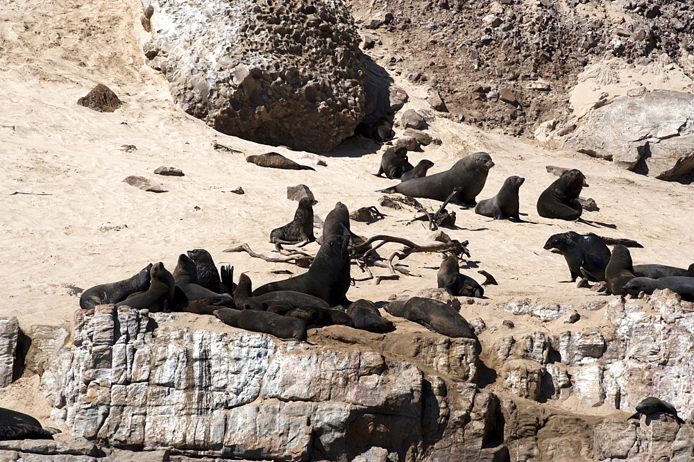 Cape fur seals, Cape Town, South Africa, Africa