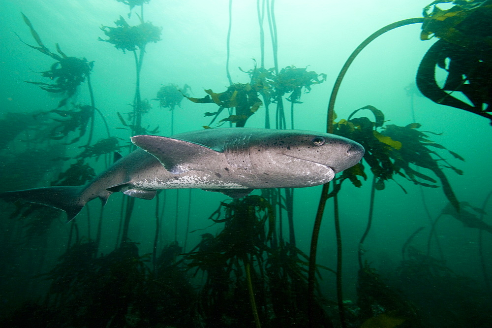 Seven gill shark, Cape Town, South Africa, Africa