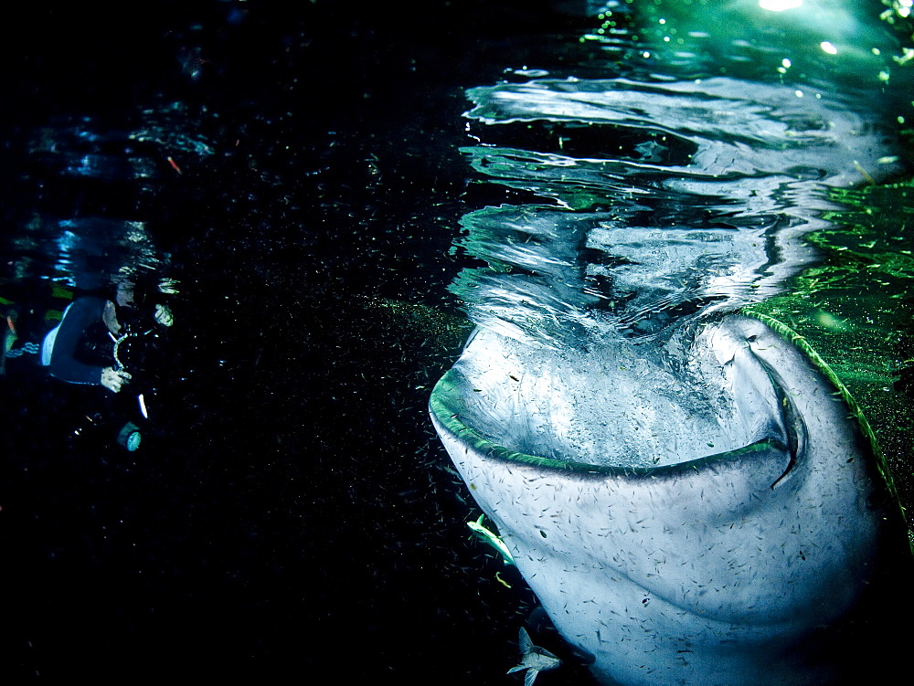 Whale shark (Rhincodon typus) feeding at night, Maldives, Indian Ocean, Asia