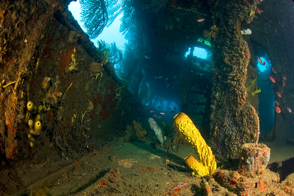 Coral growth inside the wreck of the Lesleen M freighter, sunk as an artificial reef in 1985 in Anse Cochon Bay, St. Lucia, West Indies, Caribbean, Central America