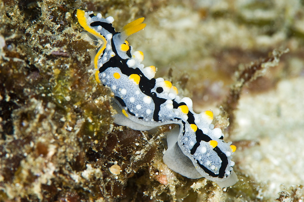 Phyllidia exquisita nudibranch, Indo-west Pacific waters, grows to 50mm, Philippines, Southeast Asia, Asia