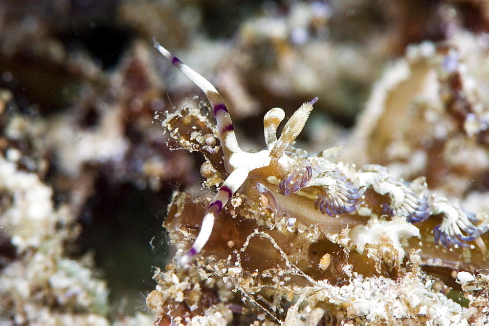 Pteraeolidia ianthina nudibranch, grows to 150mm, subtropical Indo-west Pacific waters, Philippines, Southeast Asia, Asia