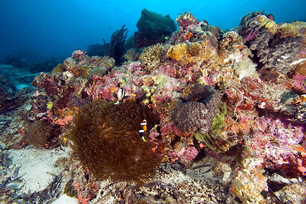 Reef scene at Nalusuan Marine Sanctuary, Cebu, Philippines, Southeast Asia, Asia