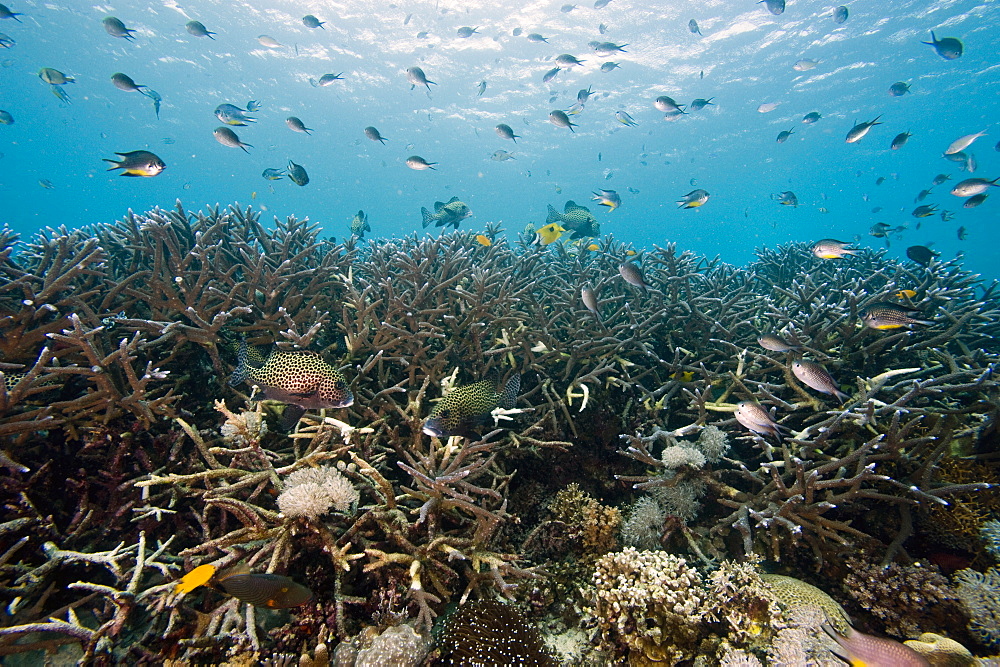 Reef scene at Nalusuan Marine Sanctuary, Cebu, Philippines, Southeast Asia, Asia