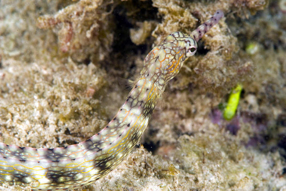 Reeftop pipefish (Corythoichthys haematopterus), grows to 18cm, Indo-west Pacific waters, Philippines, Southeast Asia, Asia