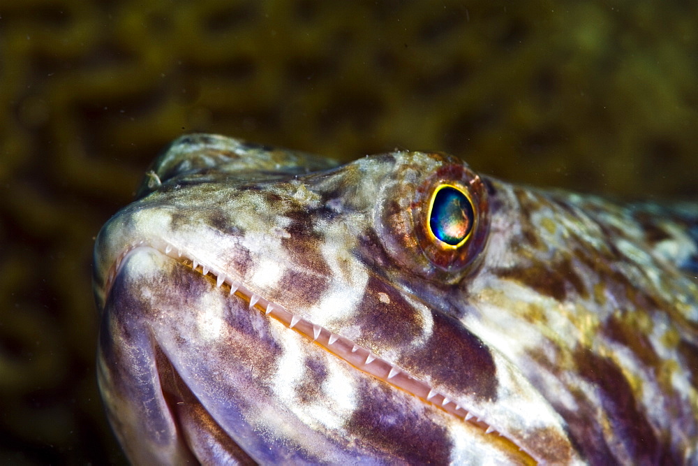 Sand diver (Synodus intermedius), St. Lucia, West Indies, Caribbean, Central America