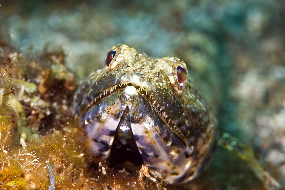 Sand diver (Synodus intermedius), St. Lucia, West Indies, Caribbean, Central America