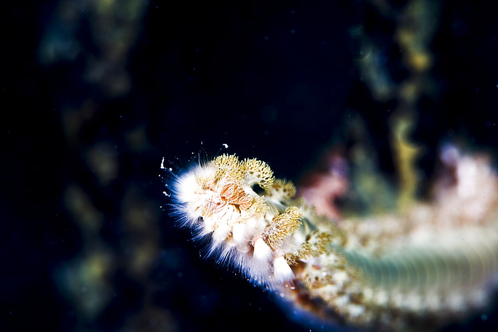 Beared fireworm (Hermodice carunculata), St. Lucia, West Indies, Caribbean, Central America