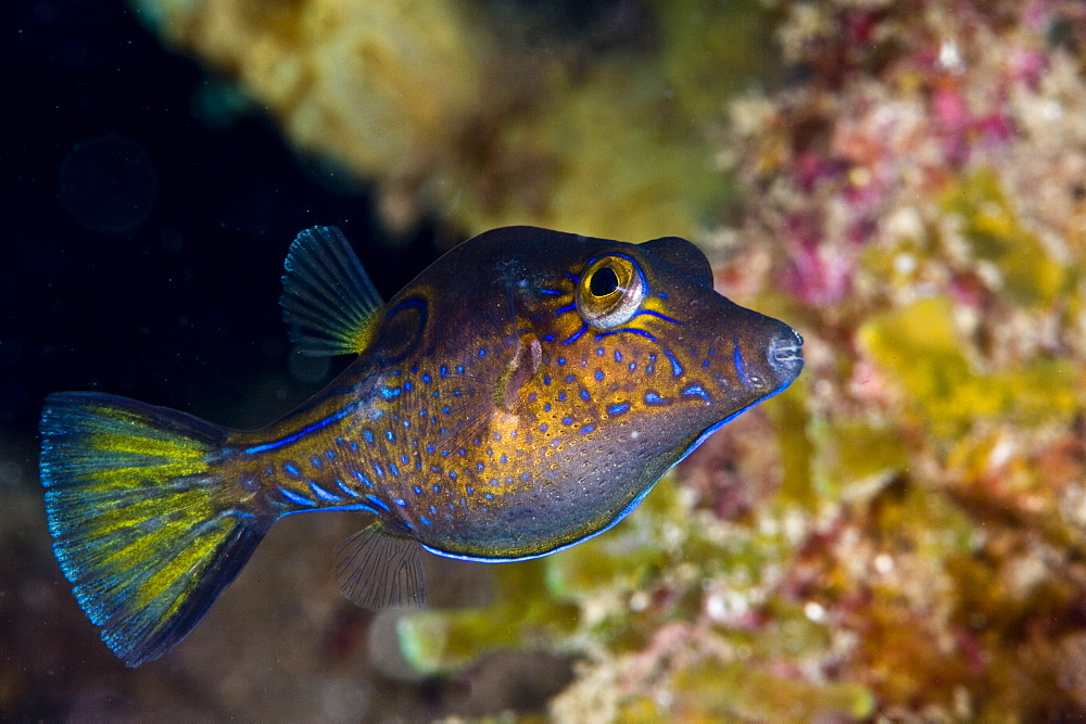 Sharpnose puffer (Canthigaster rostrata), St. Lucia, West Indies, Caribbean, Central America