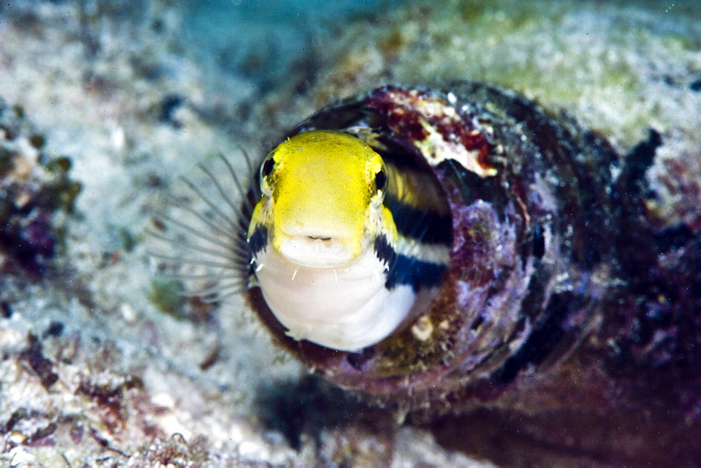 Shorthead fangblenny (Petroscirtes breviceps), inside a coral encrusted bottle, Philippines, Southeast Asia, Asia