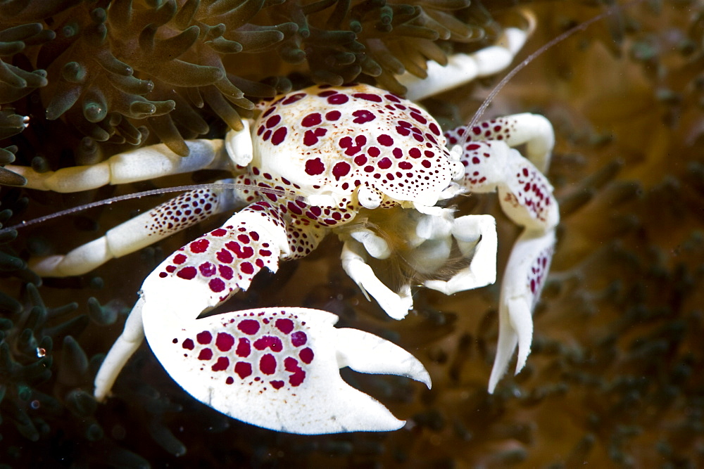 Spotted porcelain crab (Neopetrolisthes), in an anemone, Philippines, Southeast Asia, Asia