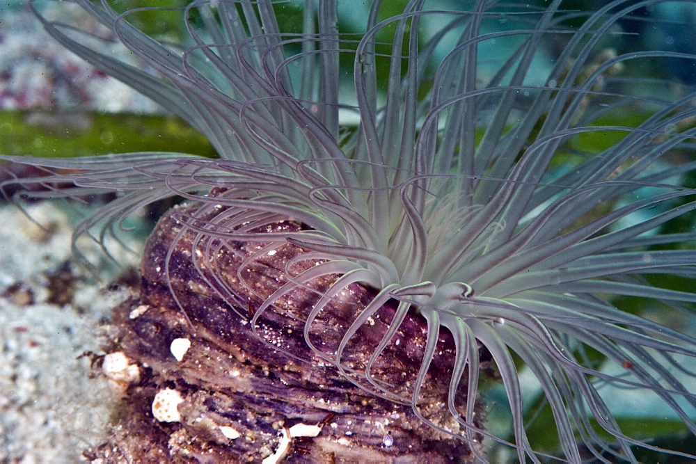 Tube anemone (Boloceroides sp), Philippines, Southeast Asia, Asia