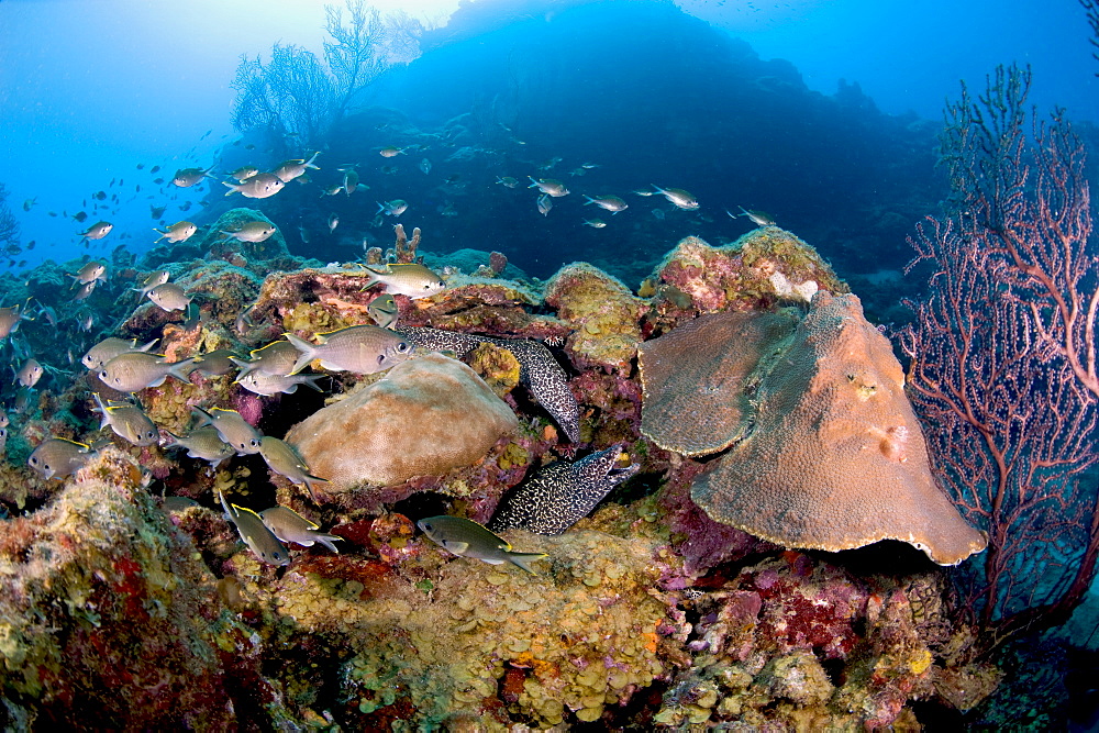 Two spotted moral eels (Gymnothorax moringa), St. Lucia, West Indies, Caribbean, Central America