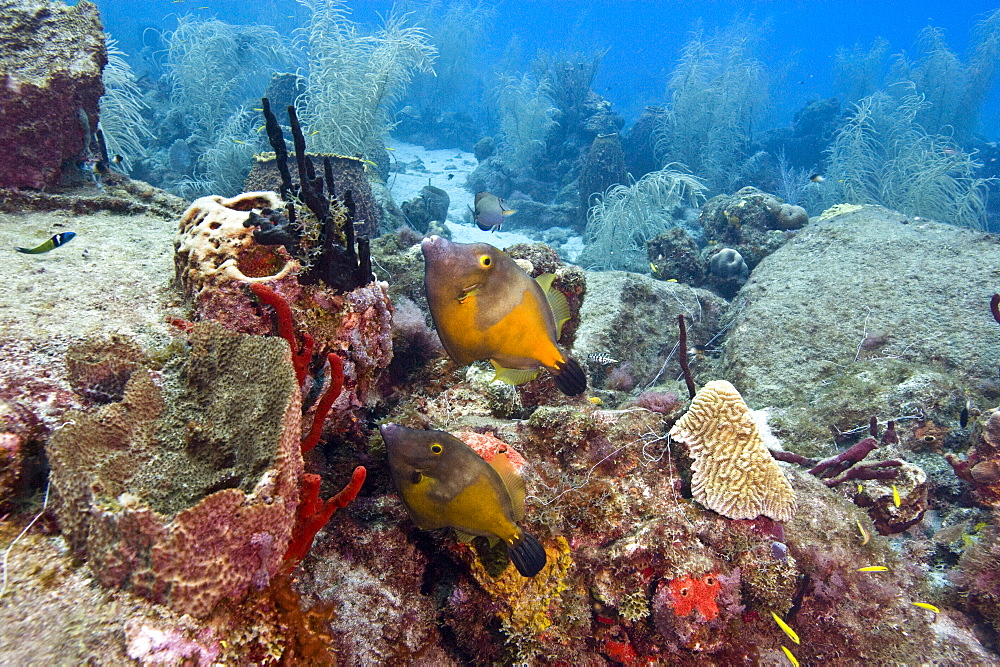 White spotted filefish (Cantherhines macrocerus), St. Lucia, West Indies, Caribbean, Central America